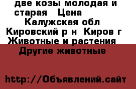 две козы молодая и старая › Цена ­ 6 000 - Калужская обл., Кировский р-н, Киров г. Животные и растения » Другие животные   